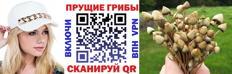 Псилоцибиновые грибы GOLDEN TEACHER Гороховец
